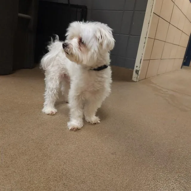 An adult small-sized male Maltese dog named Scooter for adoption in Fort Wayne, IN