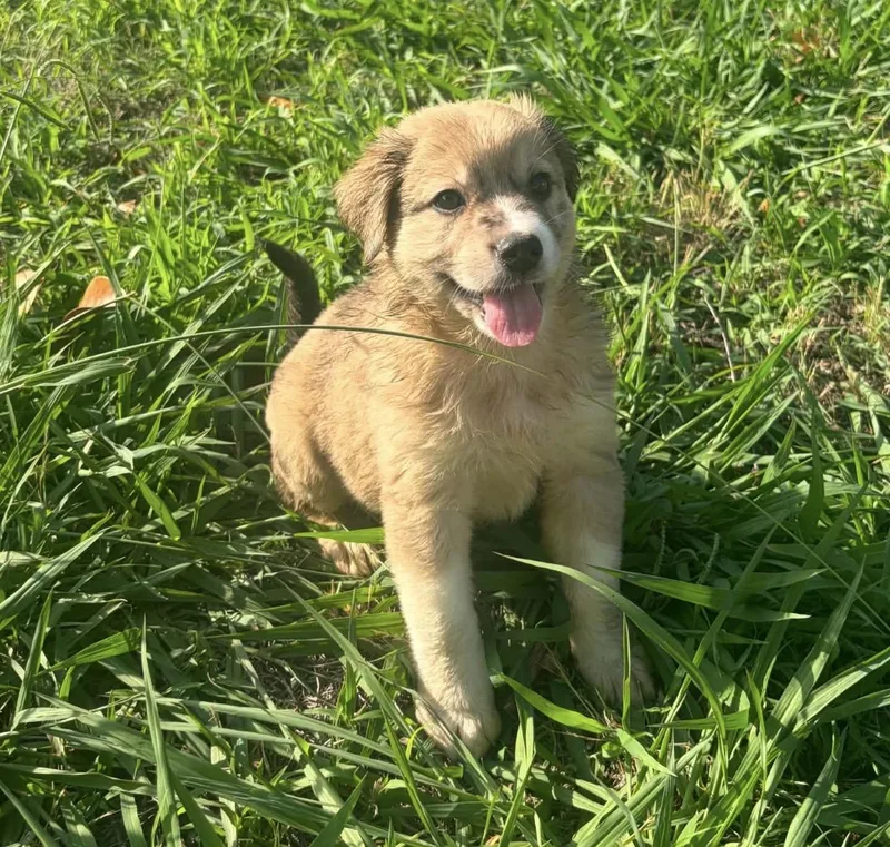 A baby medium-sized male Yellow / Tan / Blond / Fawn Australian Shepherd dog named Ocean for adoption in Pelham, NH
