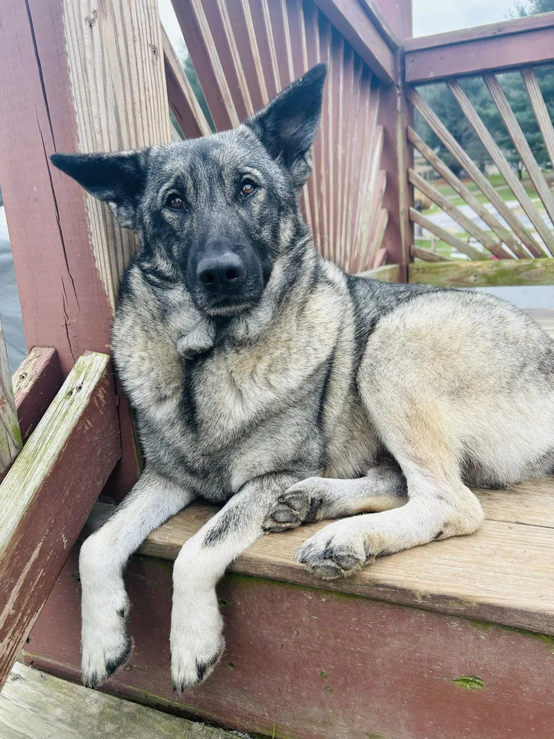 A young large-sized female Norwegian Elkhound dog named Bryn for adoption in Elizabethtown, PA