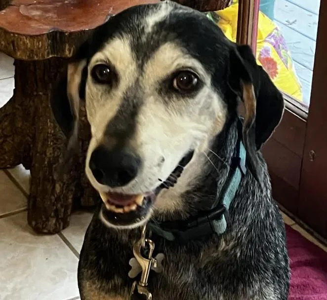 A senior medium-sized male Bluetick Coonhound dog named Bleu for adoption in Decatur, GA
