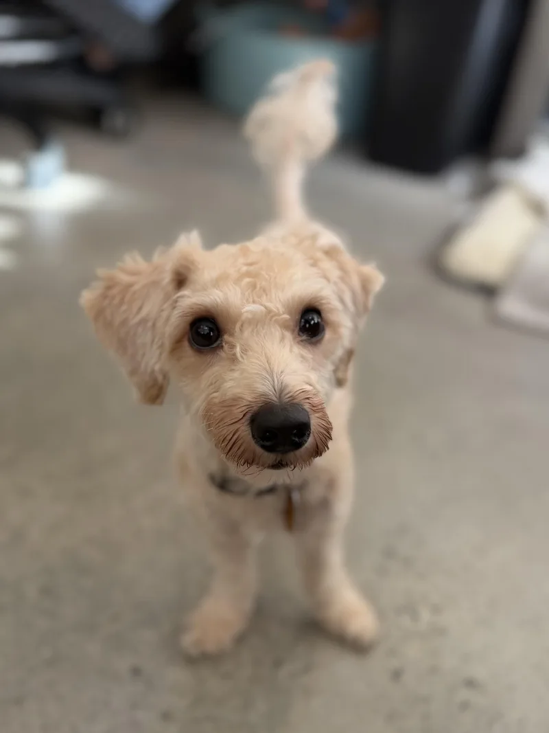 An adult small-sized female Poodle dog named Kyomi for adoption in New Rochelle, NY