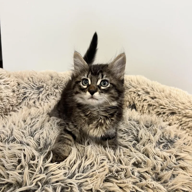 A baby medium-sized male Domestic Long Hair cat named Brad Kitt for adoption in Hughesville, MD