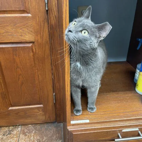 An adult medium-sized male Gray / Blue / Silver Domestic Short Hair cat named Moss for adoption in Seven Valleys, PA
