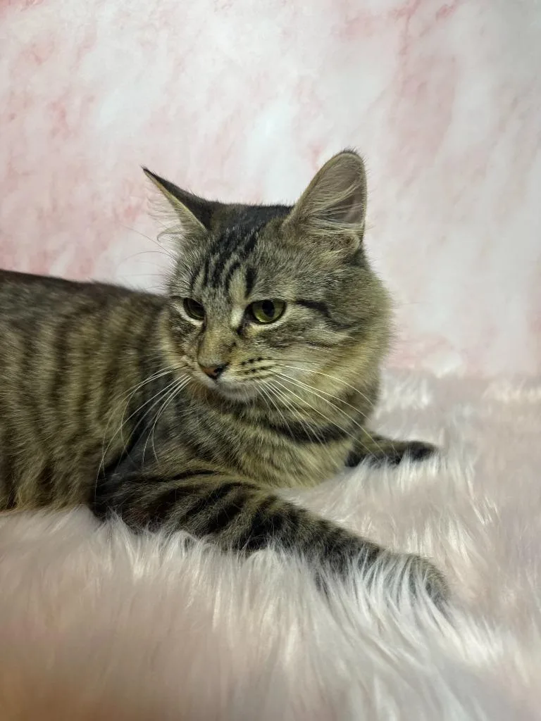 An adult medium-sized female Tabby cat named Evelyn for adoption in San Pedro, CA