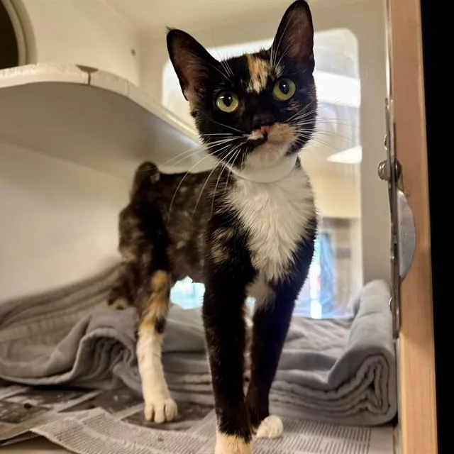An adult small-sized female Domestic Short Hair cat named Peaches for adoption in Riverside, CA