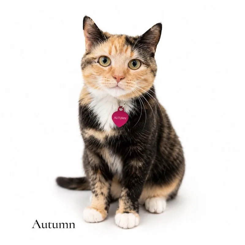 An adult medium-sized female Calico Domestic Short Hair cat named Autumn for adoption in Stevensville, MI