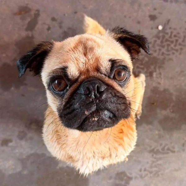 A young small-sized male Yellow / Tan / Blond / Fawn Pug dog named Russell for adoption in Alvin, TX