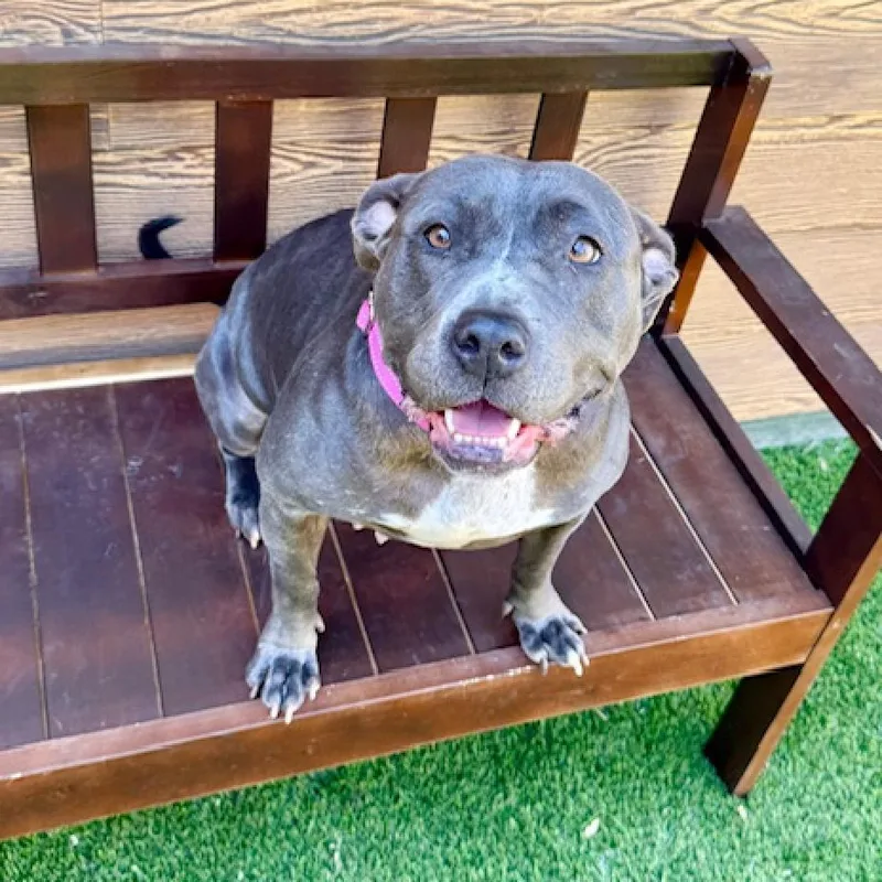 An adult medium-sized female Brown / Chocolate Pit Bull Terrier dog named Betsy for adoption in Agoura Hills, CA