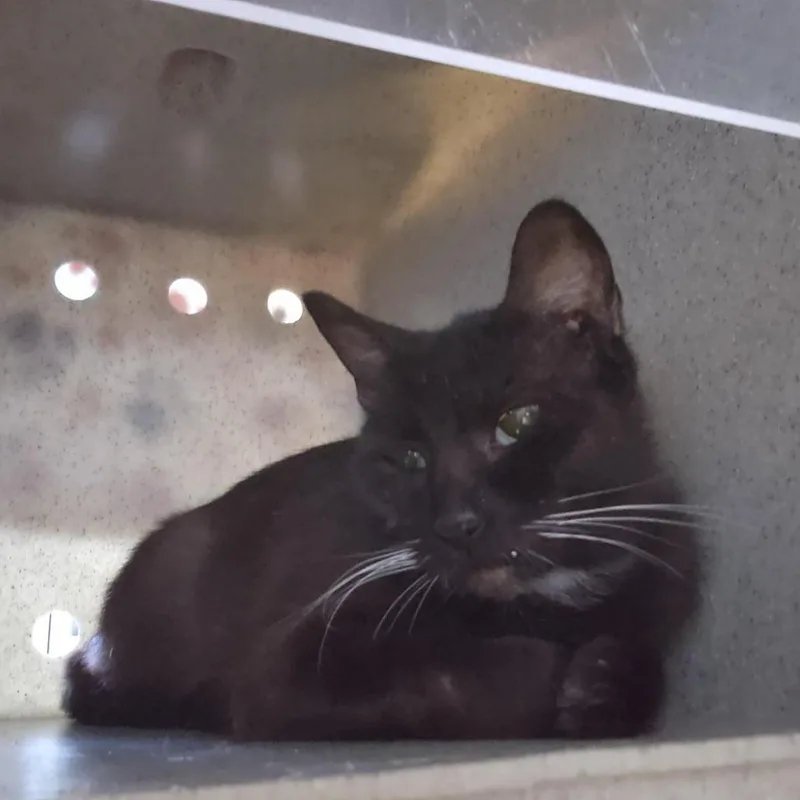 A young medium-sized female Black Domestic Short Hair cat named Working Cat Binder for adoption in Tacoma, WA