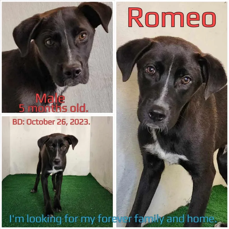 Romeo thumbnail 2