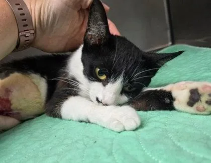 An adult medium-sized female Black & White / Tuxedo Domestic Short Hair cat named Rue for adoption in Sullivan, IN