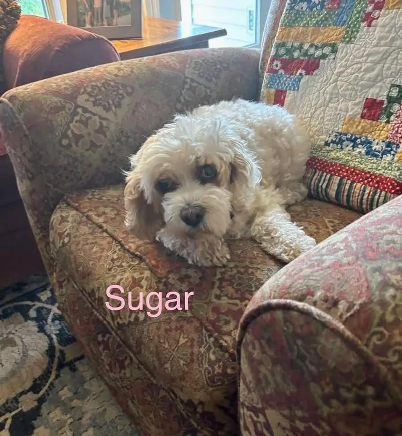 A senior small-sized female Cocker Spaniel dog named Sugar for adoption in Madisonville, LA