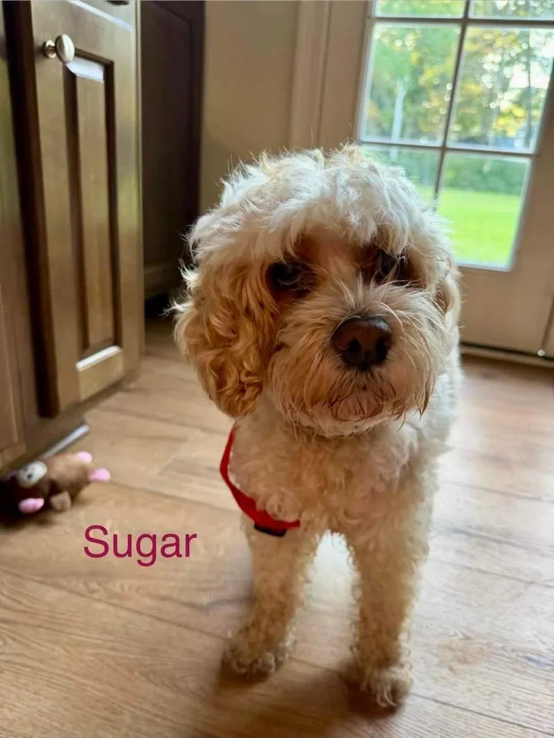 Sugar thumbnail 2