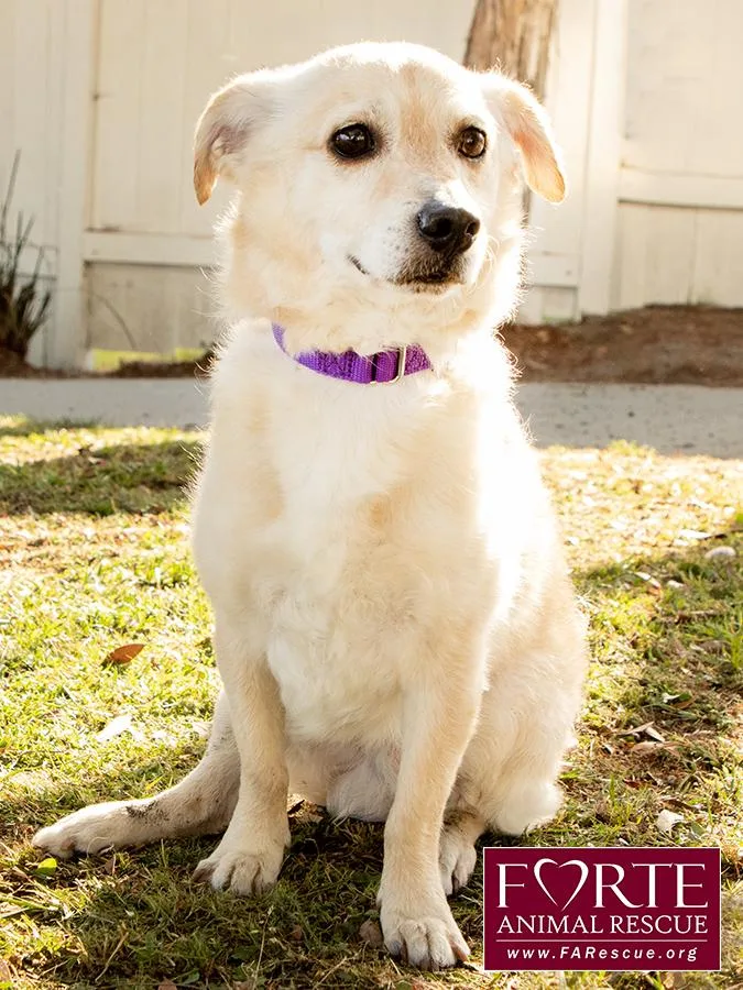 A young small-sized male Yellow / Tan / Blond / Fawn Spaniel dog named Cody for adoption in Marina Del Rey, CA