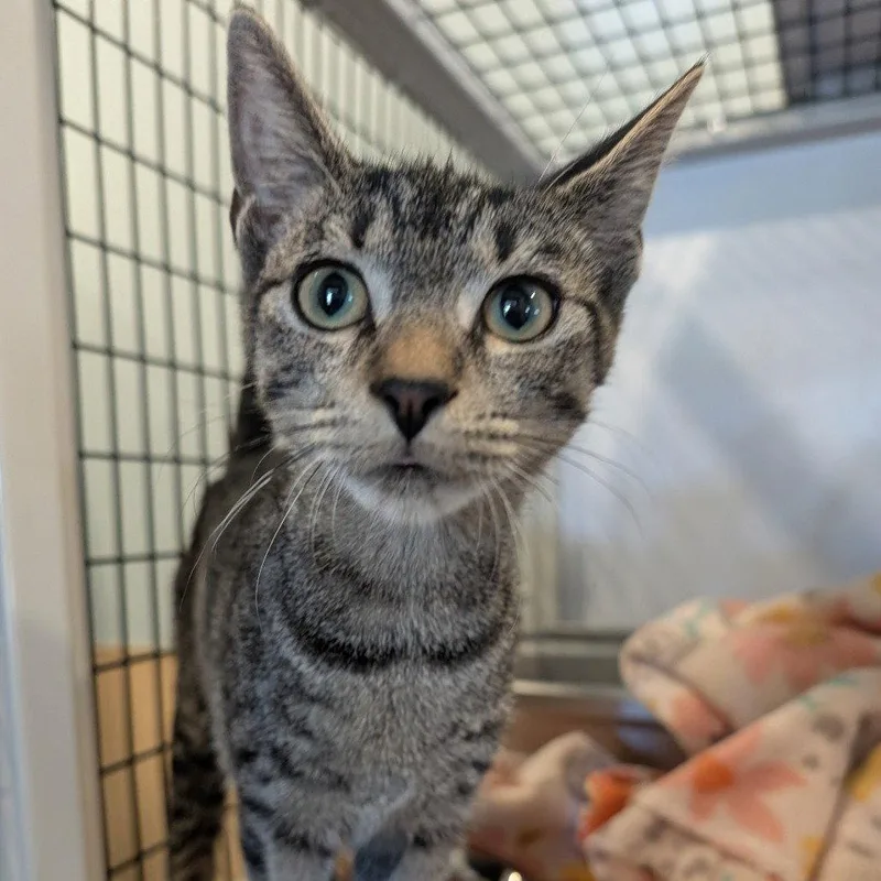 An adult medium-sized female Domestic Short Hair cat named Kim for adoption in New Castle, DE