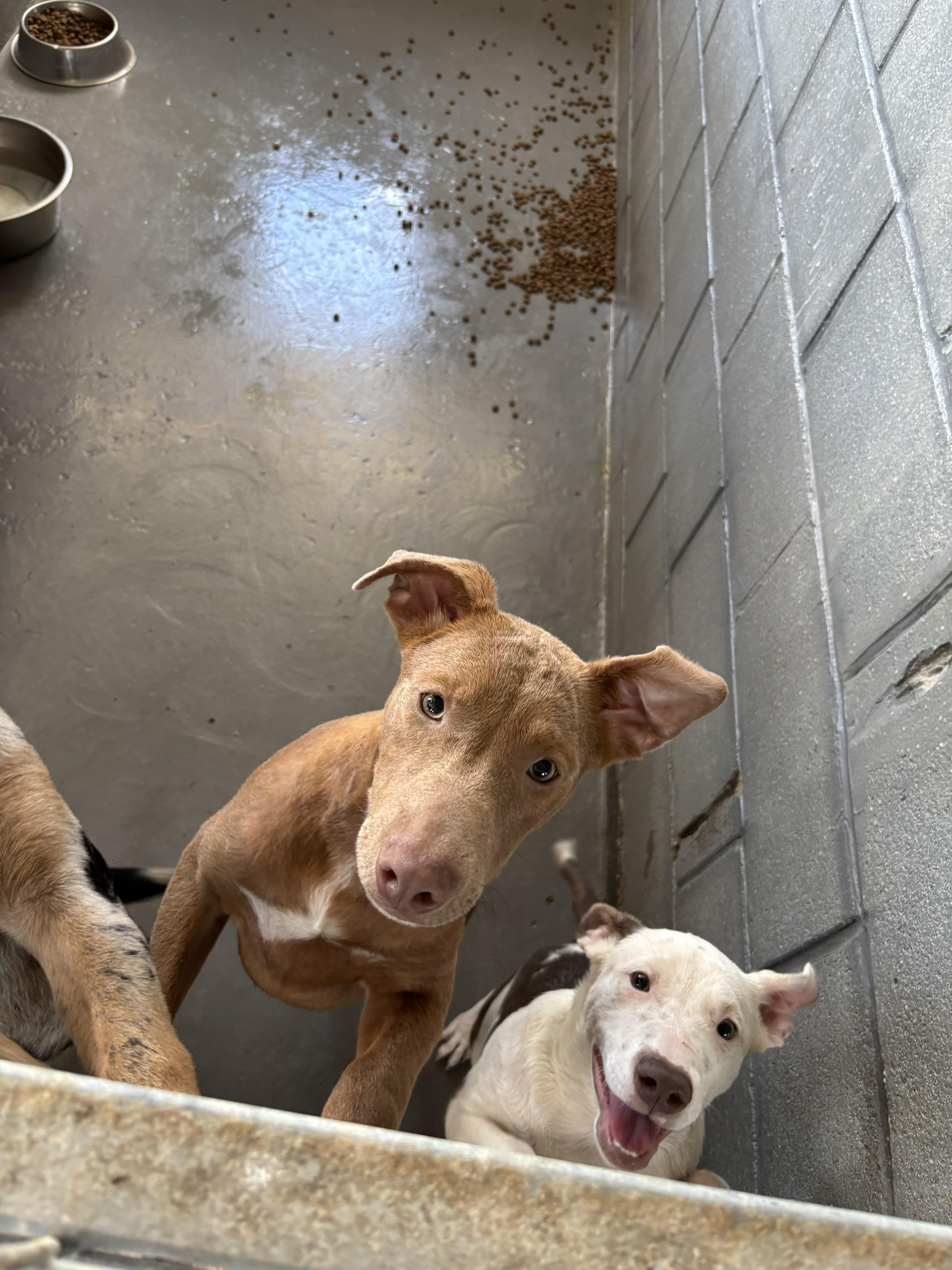 A young medium-sized female American Staffordshire Terrier dog named Tessa for adoption in Edna, TX