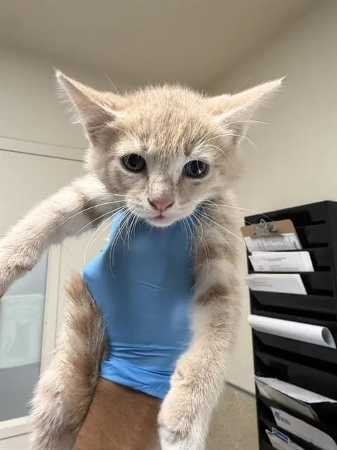 A baby small-sized male Domestic Short Hair cat named Jammi for adoption in Riverside, CA