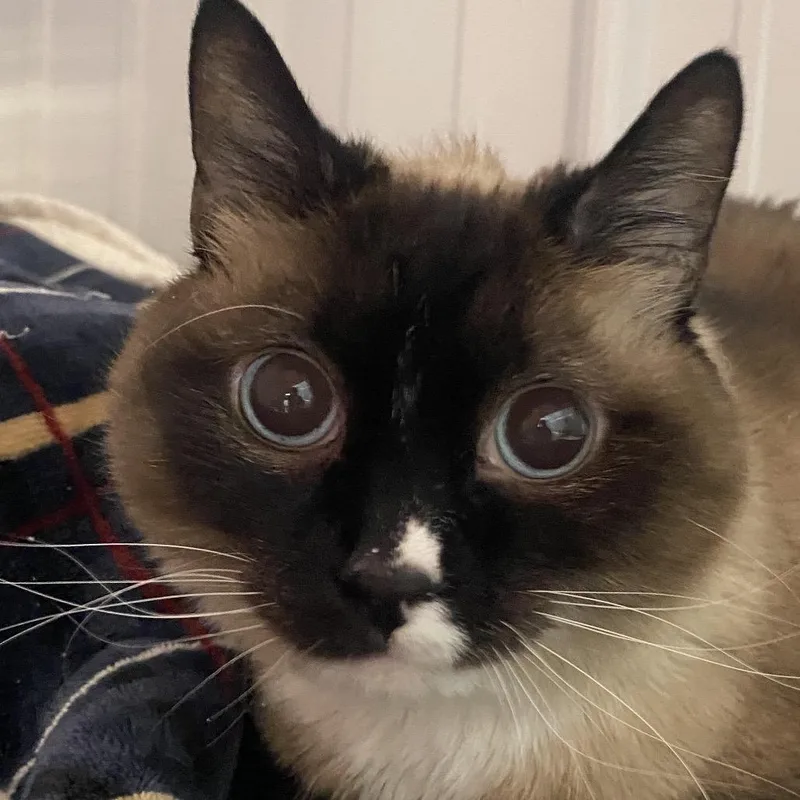 A senior small-sized female Lilac Point Domestic Short Hair cat named Nikko for adoption in Sheridan, WY