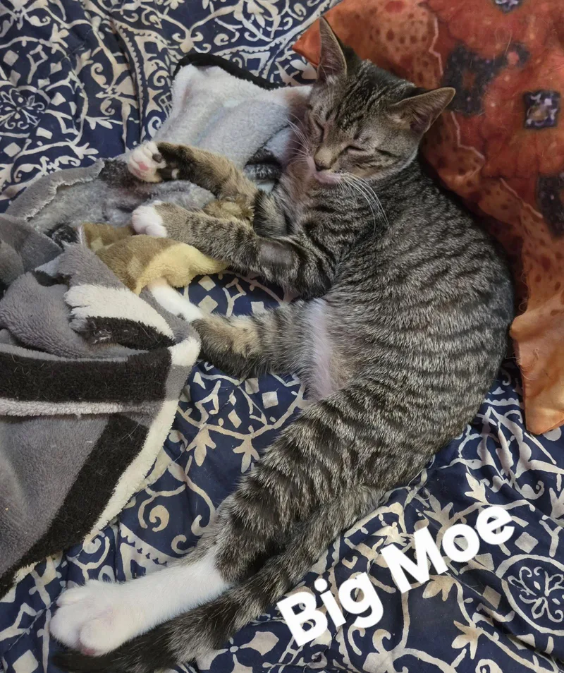 A young medium-sized male Domestic Short Hair cat named Big Moe for adoption in Longwood, FL