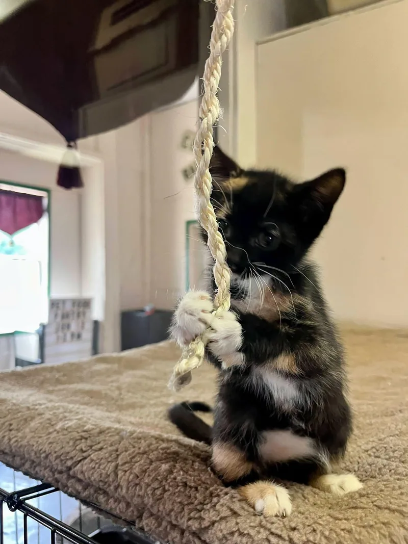 A baby medium-sized female Tortoiseshell cat named Queen for adoption in Leavenworth, KS