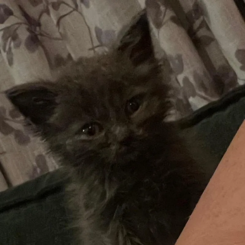 A baby small-sized female Black Domestic Short Hair cat named Wish for adoption in Monroe, MI