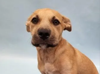 A baby large-sized female Pit Bull Terrier dog named Dixie for adoption in Coon Rapids, MN