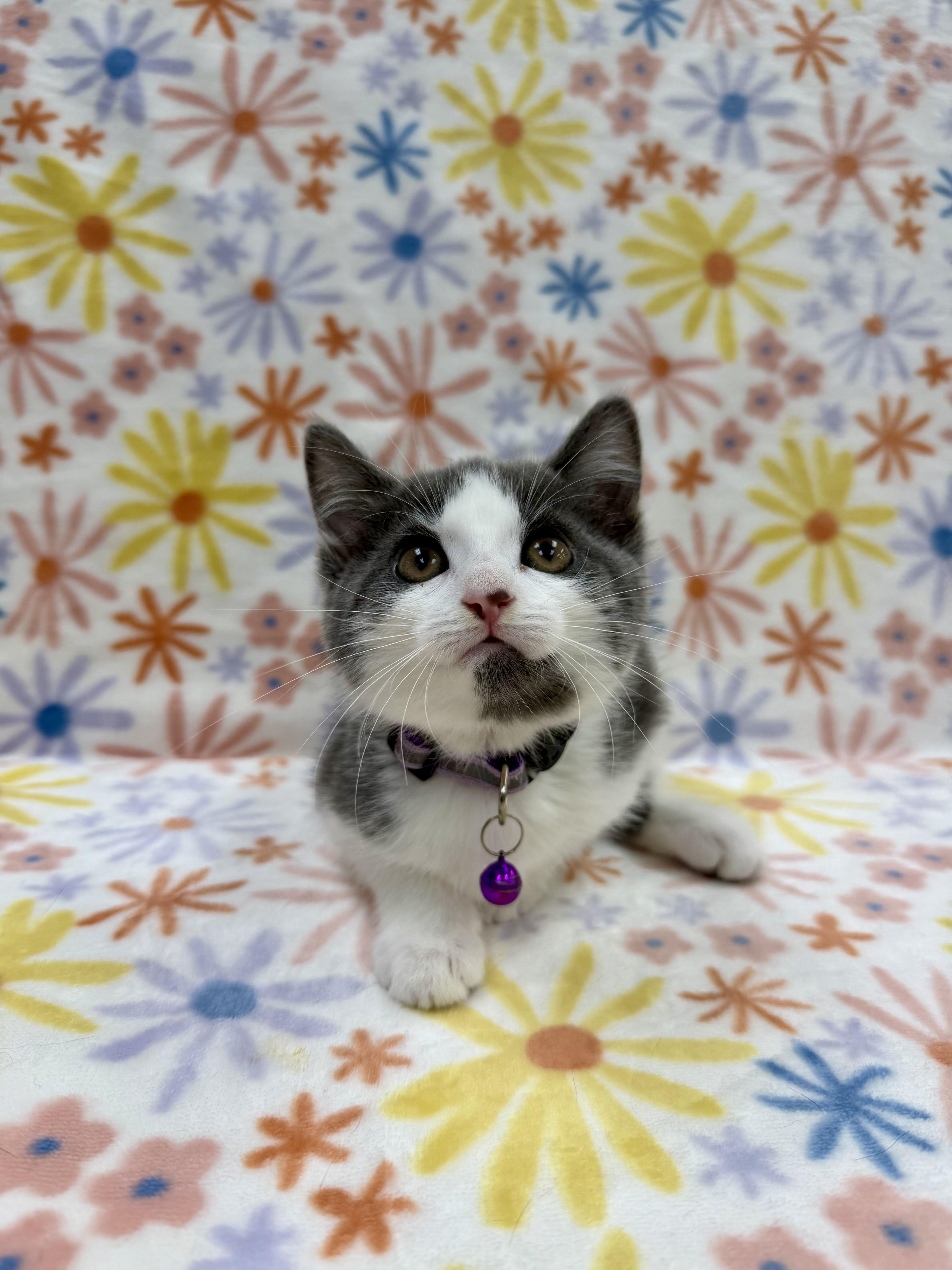 A baby medium-sized female Gray & White Domestic Short Hair cat named Bronte for adoption in Columbus, OH