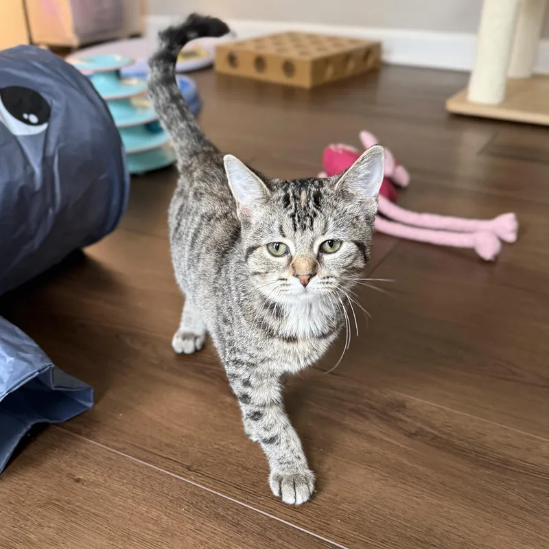 A baby medium-sized female Tabby (Brown / Chocolate) Domestic Short Hair cat named Chloe for adoption in Hartville, OH