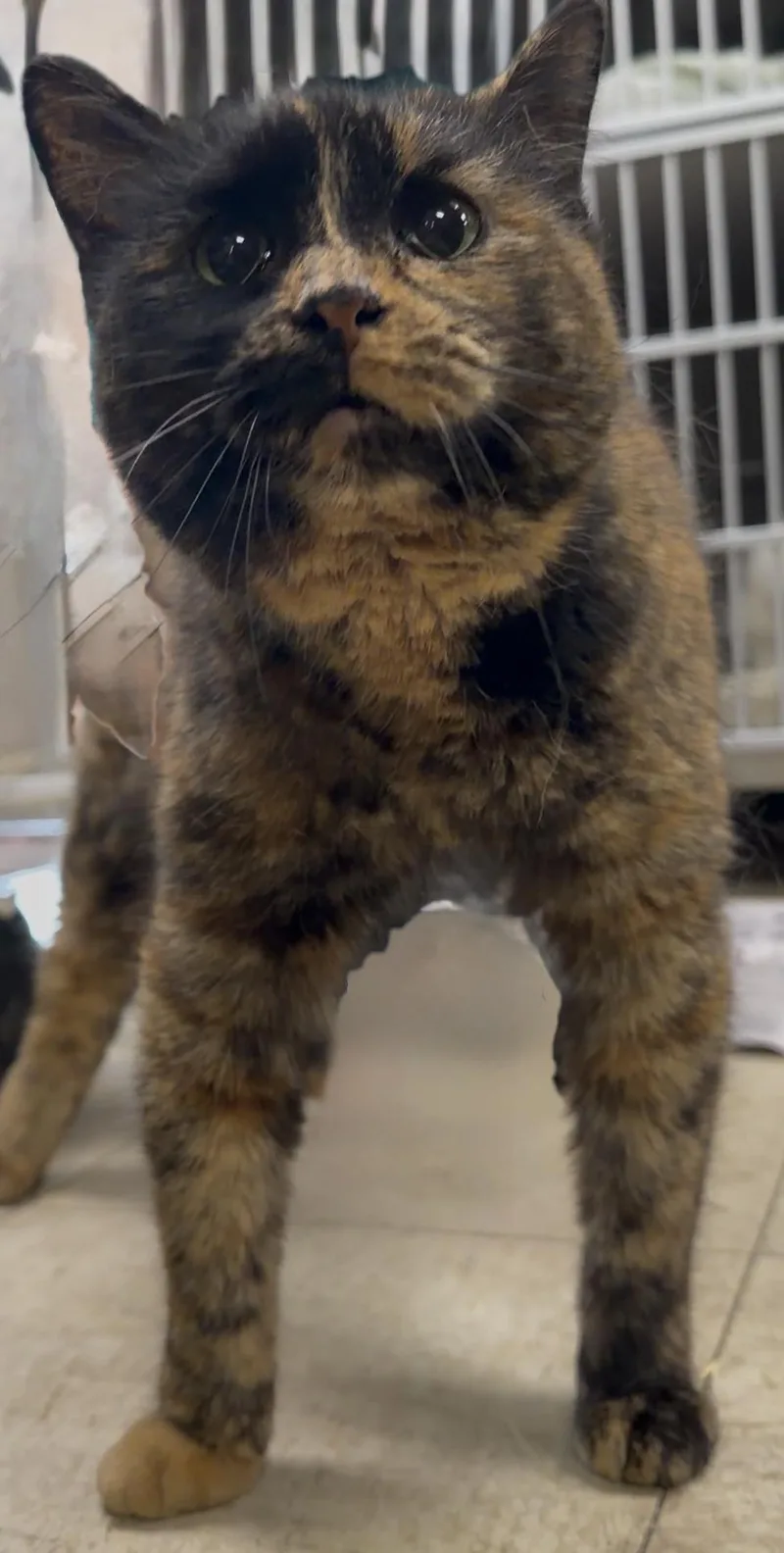 Pumpkin Tortie