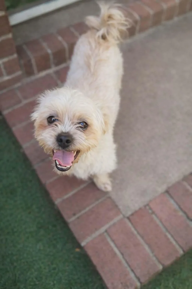 A young small-sized male Shih poo dog named Griffin for adoption in Cochran, GA