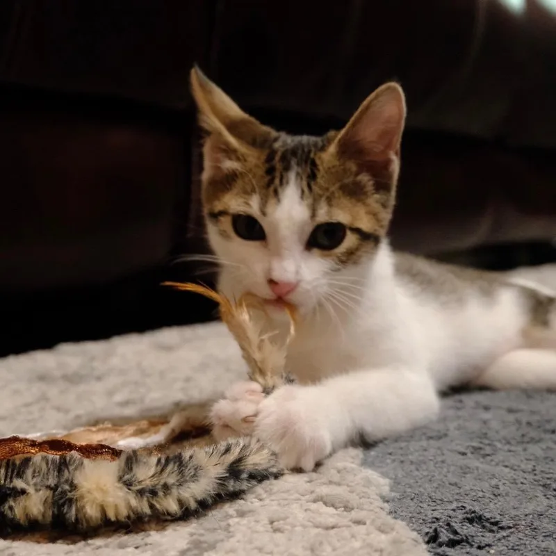 A baby small-sized female Domestic Short Hair cat named Aria Rayne for adoption in Springfield, MO
