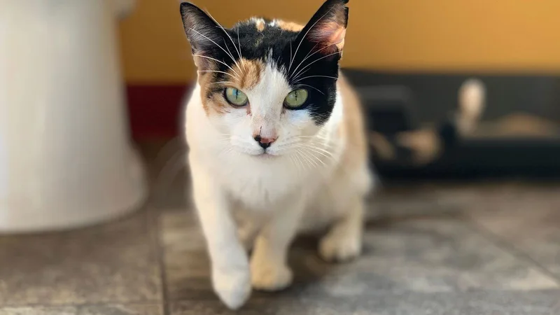 An adult medium-sized female Calico cat named GiGi for adoption in Santa Rosa, CA