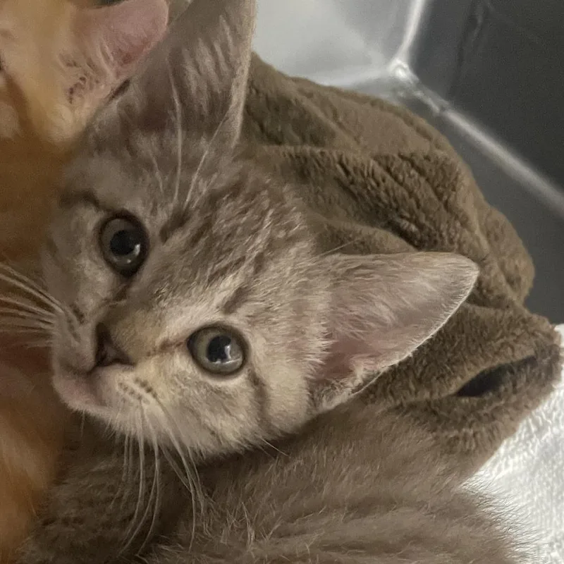 A baby small-sized female Gray / Blue / Silver Domestic Short Hair cat named Sea Shell for adoption in Santa Barbara, CA