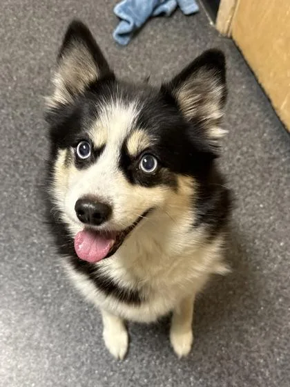 A senior medium-sized female Pomeranian dog named Ella for adoption in Roseville, CA