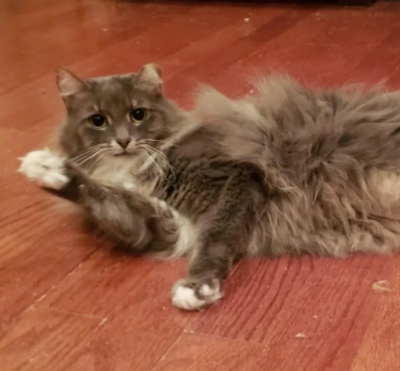 A young medium-sized male Gray & White Domestic Medium Hair cat named Bodie for adoption in Atlanta, GA