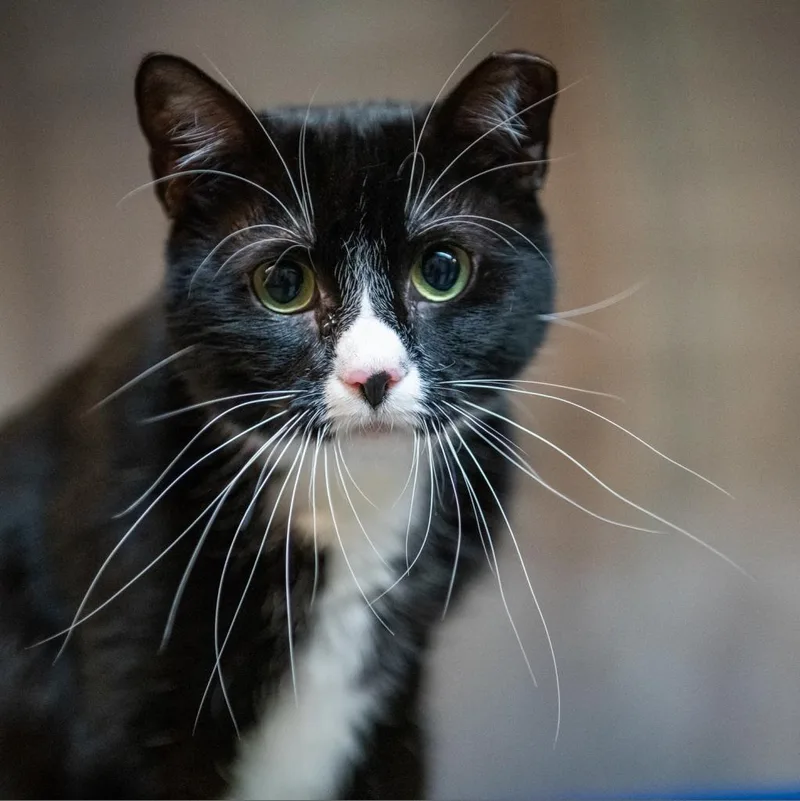An adult medium-sized female Domestic Short Hair cat named Denali for adoption in Los Angeles, CA