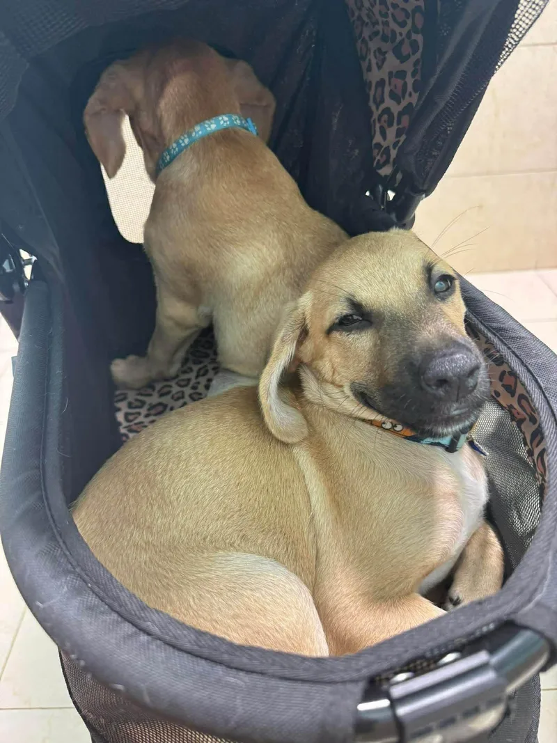 A baby medium-sized male Mixed Breed dog named Lucky for adoption in Rincon, PR
