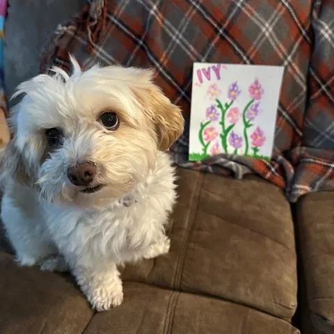 Ivy  Home To thumbnail 2