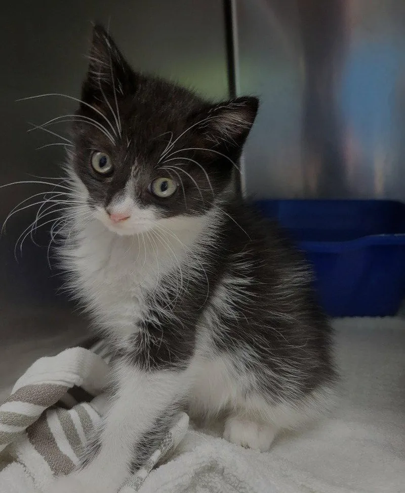 A baby small-sized female Black Domestic Medium Hair cat named Ava for adoption in Ellijay, GA