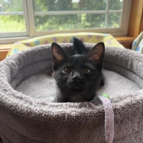 A baby medium-sized female Black Domestic Short Hair cat named Fresca for adoption in Lombard, IL