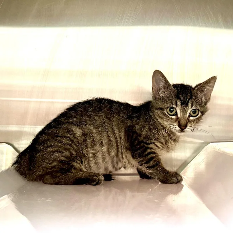 A baby small-sized female Domestic Short Hair cat named Kaedyn for adoption in Los Angeles, CA