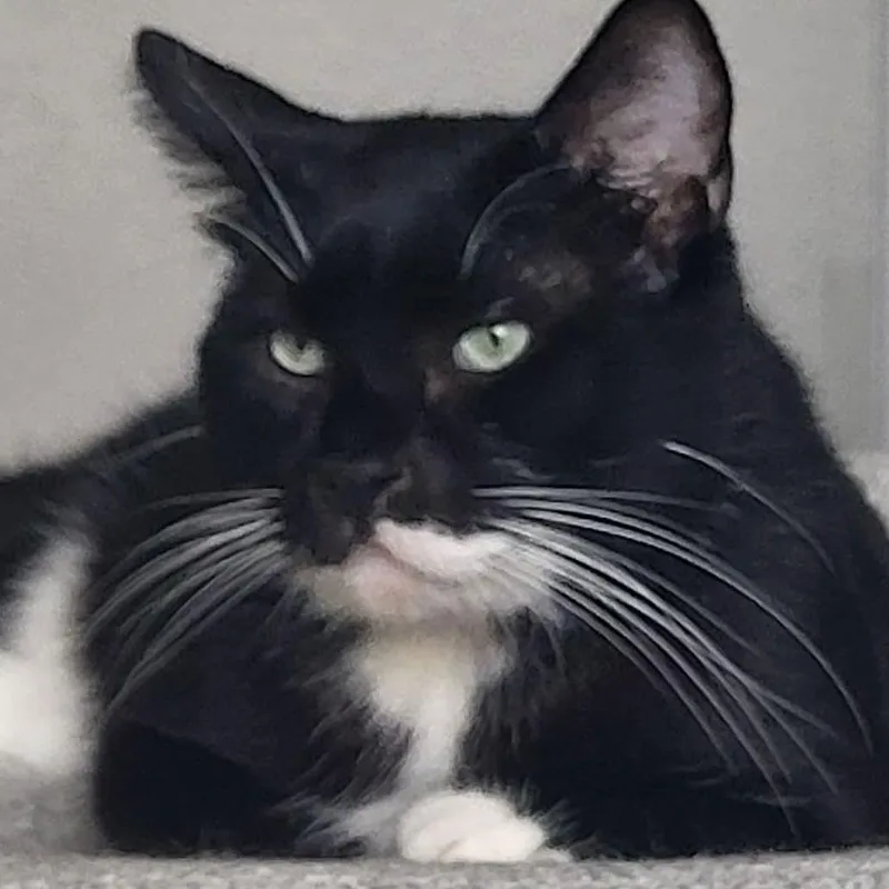 An adult medium-sized male Black & White / Tuxedo Domestic Short Hair cat named Zeppelin for adoption in San Diego, CA