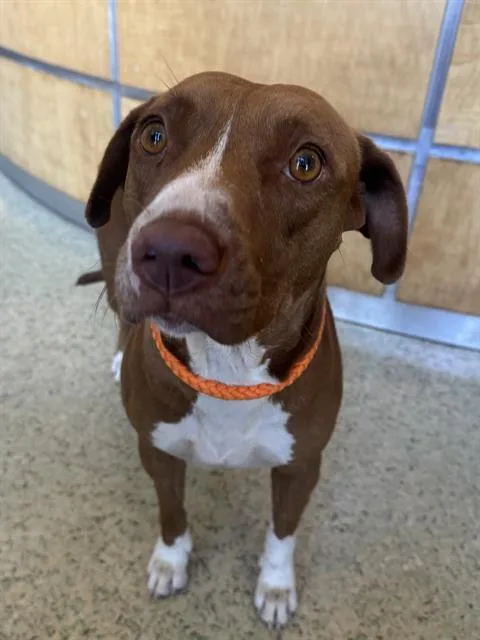 A young large-sized female Pit Bull Terrier dog named Ginger for adoption in Riverside, CA