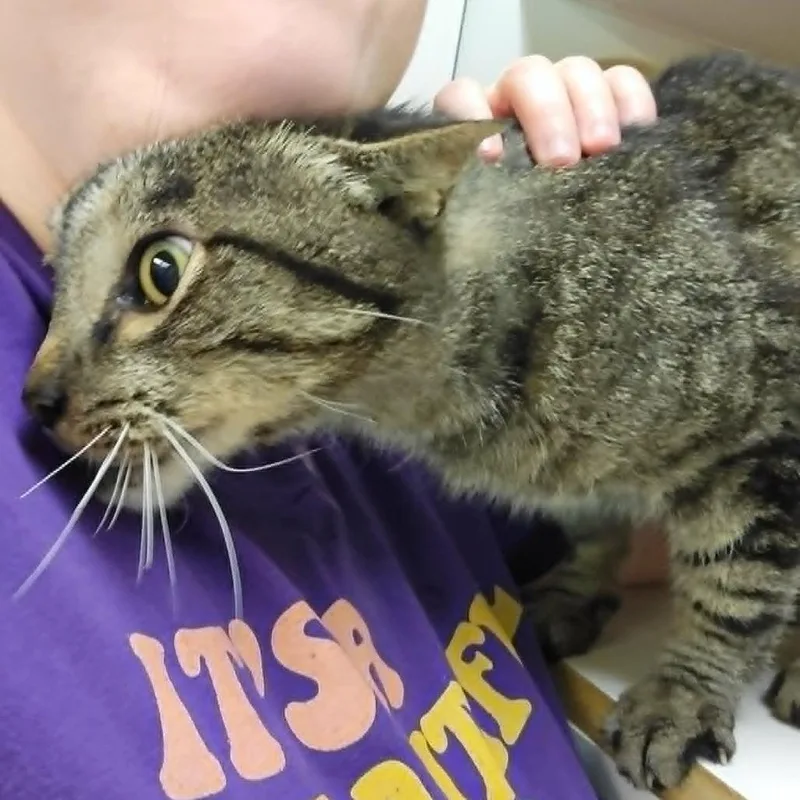 A senior large-sized male Brown / Chocolate Domestic Short Hair cat named Sal for adoption in Columbia, MO