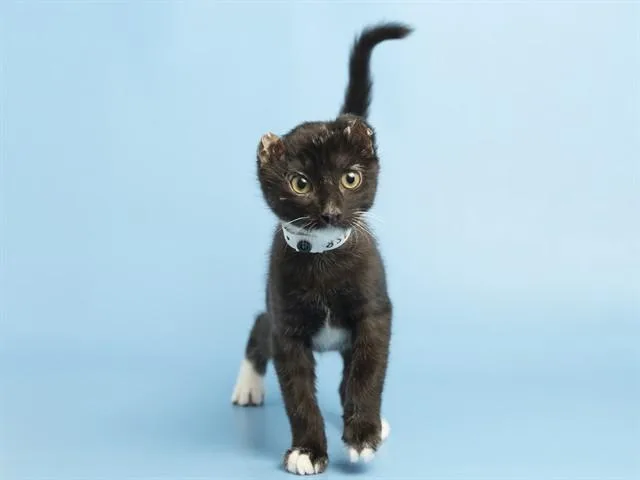 A baby small-sized male Domestic Short Hair cat named Buzz for adoption in Phoenix, AZ