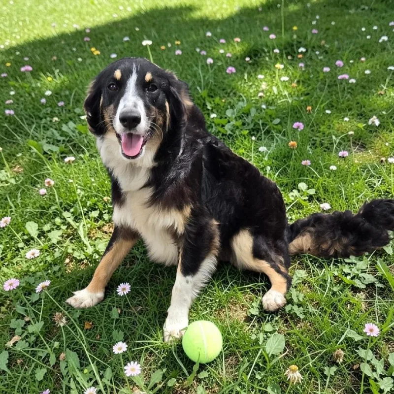 A young small-sized female Black Australian Shepherd dog named Megan for adoption in Floresville, TX