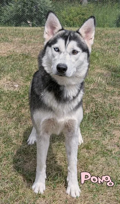 An adult medium-sized female Siberian Husky dog named Pong for adoption in Mason, MI