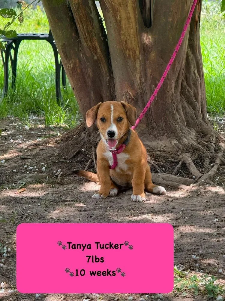 A baby medium-sized female Tricolor (Brown, Black, & White) Rhodesian Ridgeback dog named Tanya for adoption in Syracuse, NY