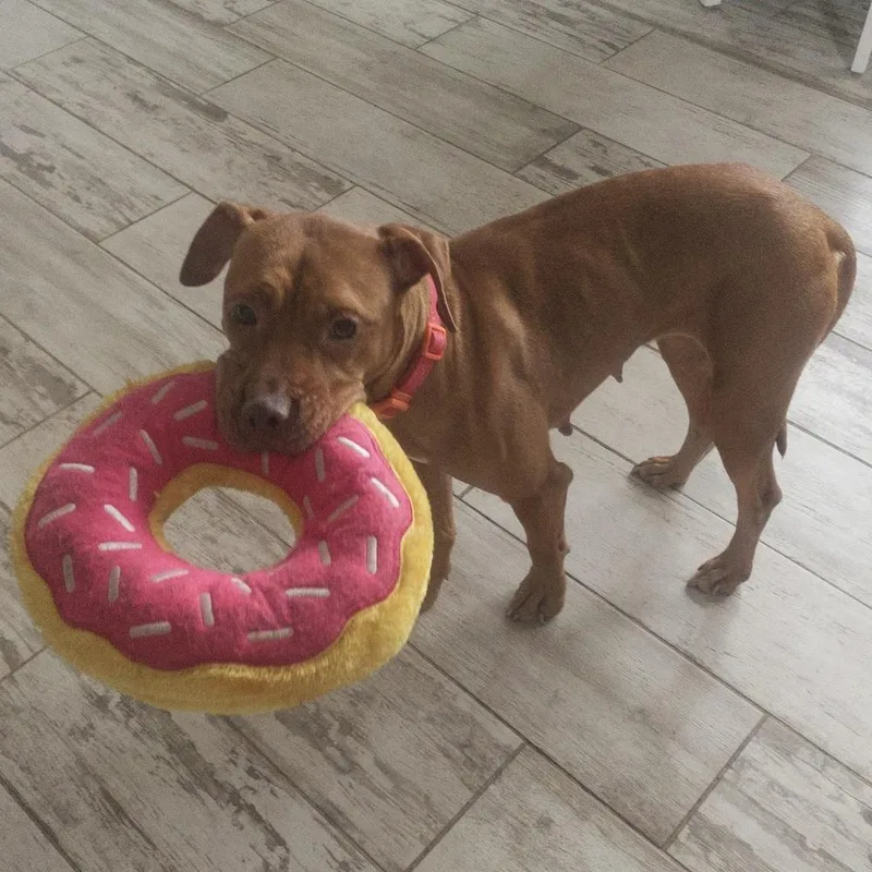 A senior medium-sized female Brown / Chocolate Mixed Breed dog named Baby Ruth for adoption in Melbourne Beach, FL