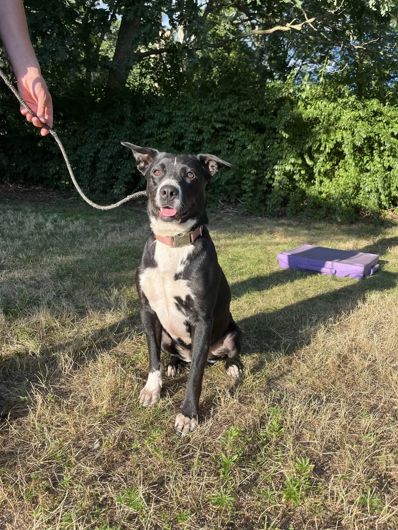 Cody  Long Island thumbnail 2